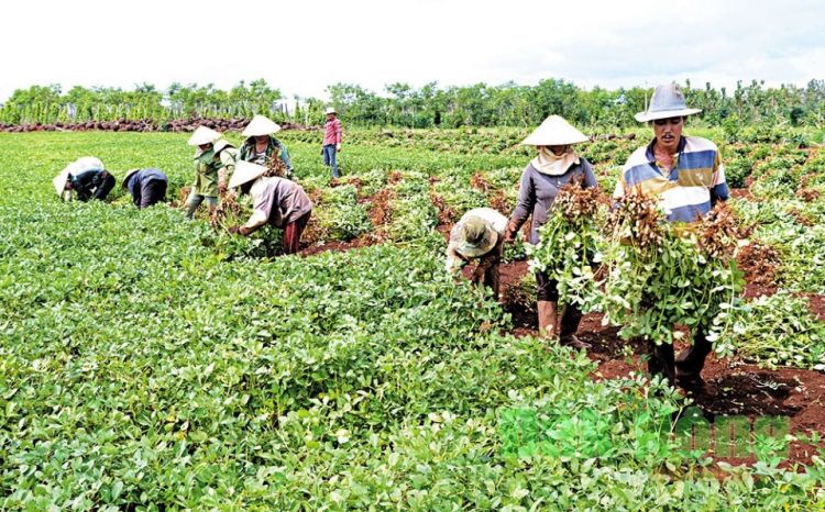 Chuyên cung cấp đậu phộng Củ Chi tại quận 12