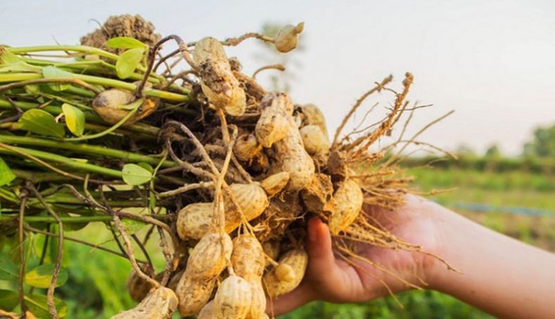 Chuyên cung cấp đậu phộng Củ Chi tại quận Thủ Đức