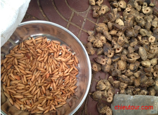 Hạt bàng Cổn Đảo giá rẻ