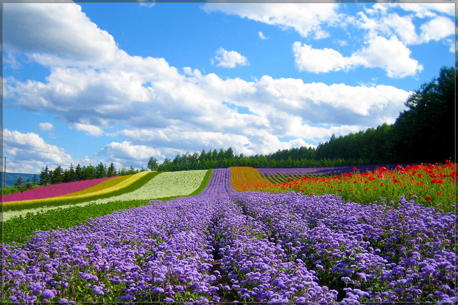 REVIEW ĐIỂM ĐẾN TẠI ĐÀ LẠT