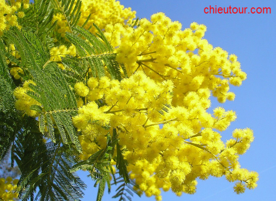 Tìm hiều về Loài Hoa Mimosa tại Đà Lạt