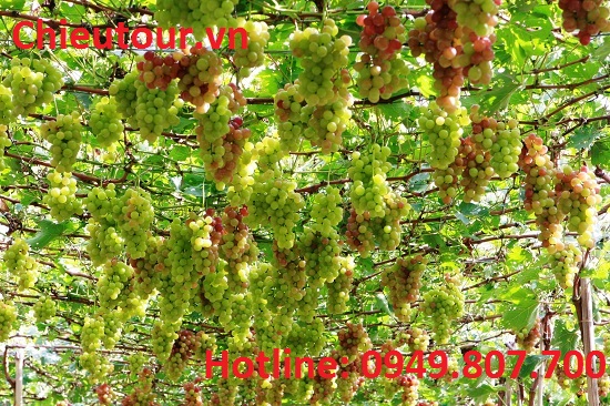 Tour Bạc Liêu Đi Vĩnh Hy Ninh Chữ