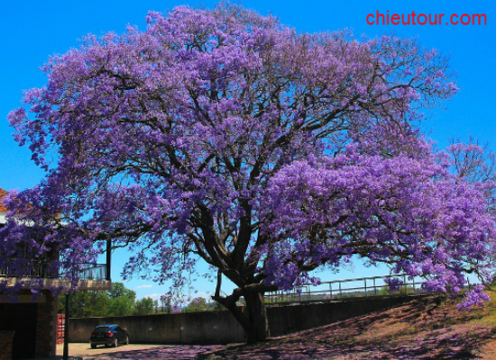 TOUR BÌNH PHƯỚC ĐI ĐÀ LẠT GIÁ CHỈ 995,000 VNĐ/KHÁCH