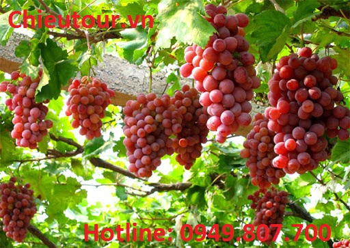 Tour Cà Mau Đi Ninh Chữ