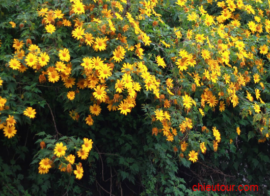 TOUR ĐÀ LẠT  KẾT HỢP THĂM QUAN ĐƯỜNG HẦM ĐẤT SÉT GIÁ RẺ