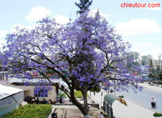 TOUR DU LỊCH SÀI GÒN ĐI ĐÀ LẠT 02 NGÀY 02 ĐÊM GIÁ CHỈ 895,000 VNĐ/KHÁCH