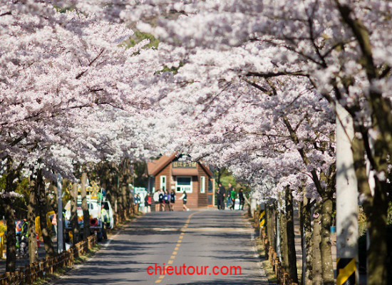 TOUR VÉ LẺ NHẬT BẢN LỄ 30 THÁNG 04 GIÁ RẺ